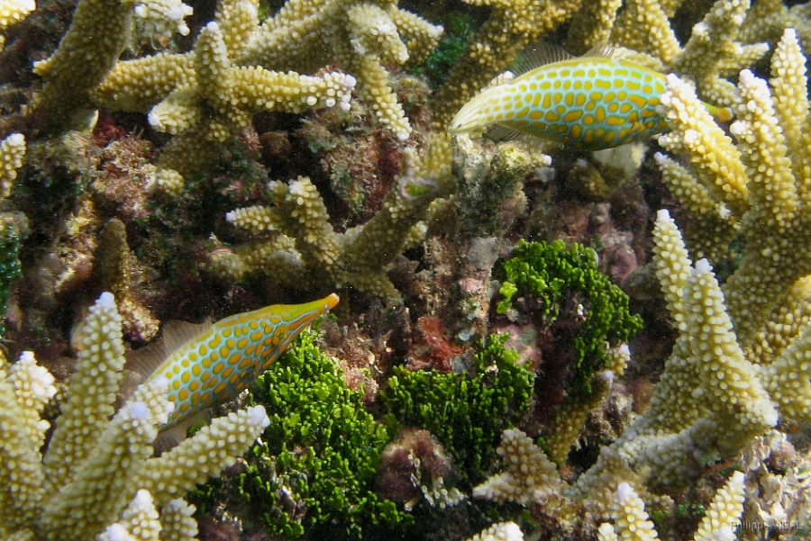 IMG_7785rc_Maldives_Madoogali_Poisson lime a taches orange ou a long nez-Oxymonacanthus longirostris.jpg